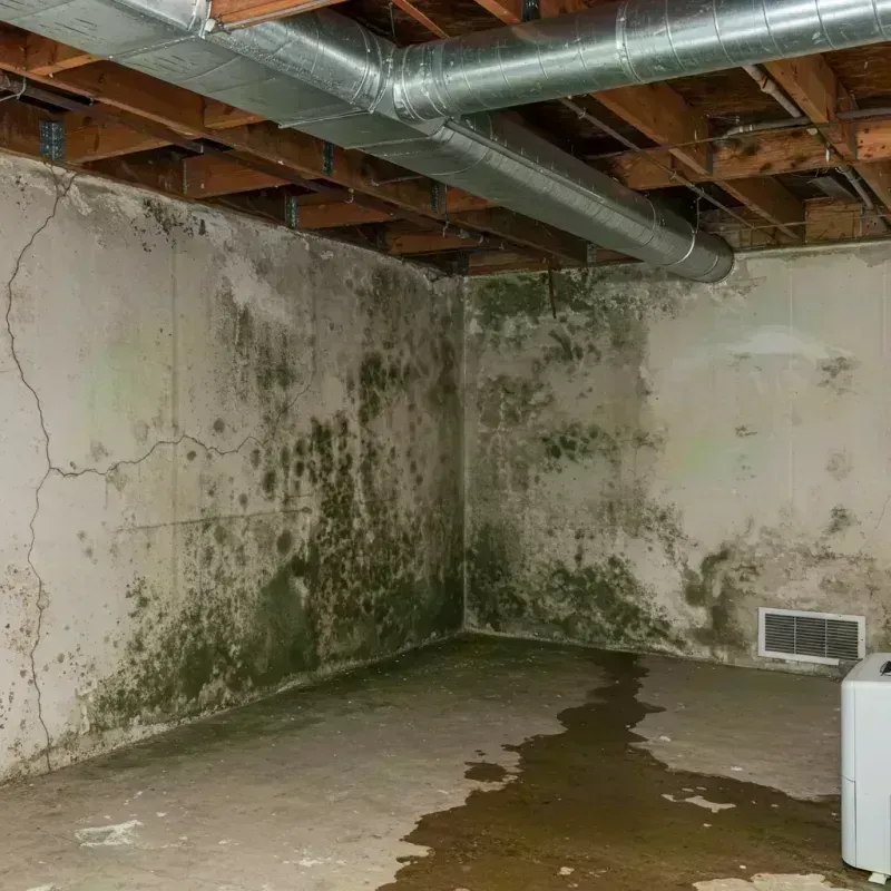 Professional Mold Removal in Perry Park, CO